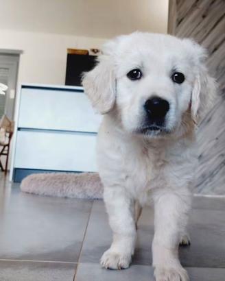 Cuccioli Golden retriever linea inglese