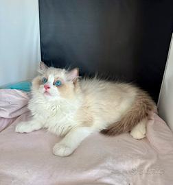 Cuccioli di Ragdoll
