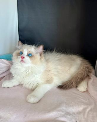 Cuccioli di Ragdoll