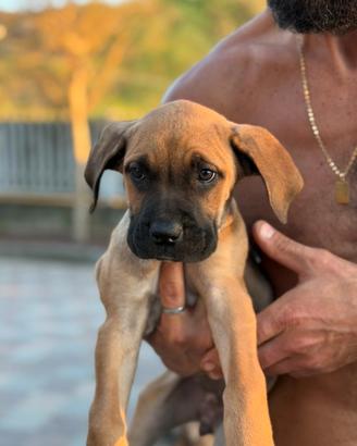 Cane corso Formentino rustico