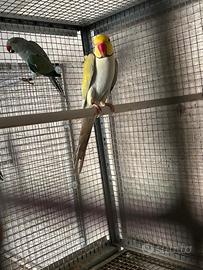 Coppia parrocchetti dal collare
