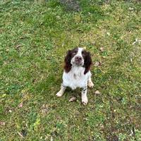 Cucciolo Springer Spaniel
