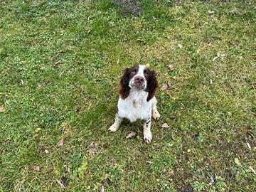 Cucciolo Springer Spaniel