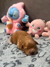 Maltipoo splendidi genitori testati e con pedigree