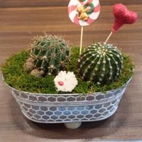 Composizione piante grasse 