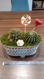 Composizione piante grasse 