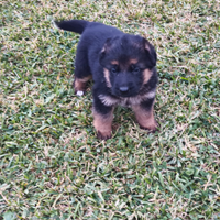 Vendita cuccioli di pastore tedesco