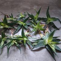 Piantine Aloe