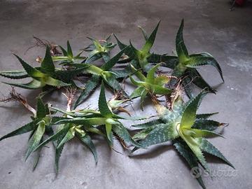 Piantine Aloe