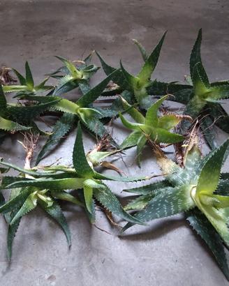 Piantine Aloe