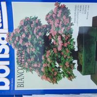 42riviste"BONSAI ITALIA ARTE E NATURA" specializ.