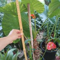 pianta orecchie di elefante -alocasia