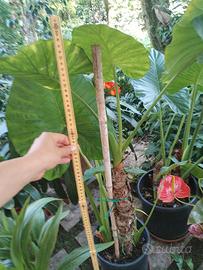 pianta orecchie di elefante -alocasia