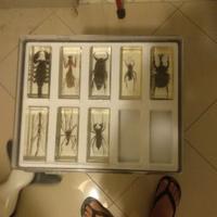 Collezione insetti RBA