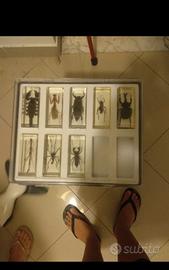 Collezione insetti RBA