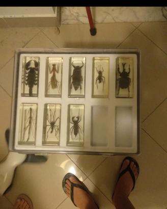 Collezione insetti RBA