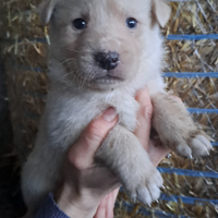 Cuccioli taglia media