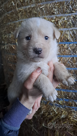 Cuccioli taglia media