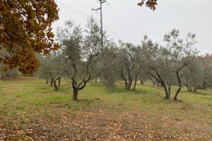 Terrenno agricolo
