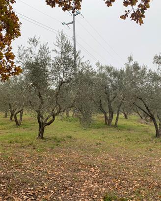 Terrenno agricolo