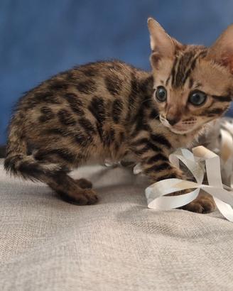 Cuccioli gatto bengala