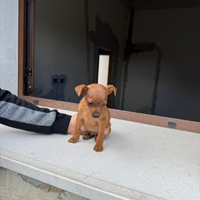 Cucciolo pincher
