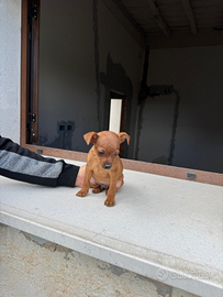 Cucciolo pincher
