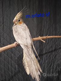 Calopsite allevate a mano