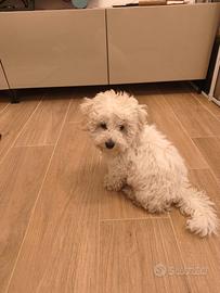 Maltipoo