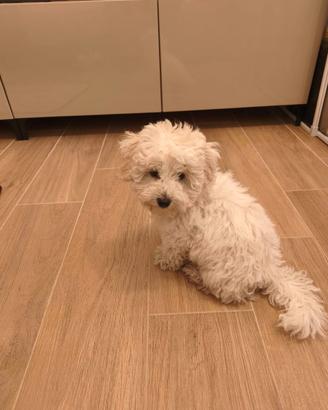 Maltipoo