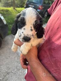 Cuccioli da tartufo