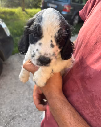 Cuccioli da tartufo