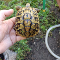 Tartaruga
