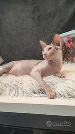 Disponibile ,, cuccioli di sphynx figli di campion