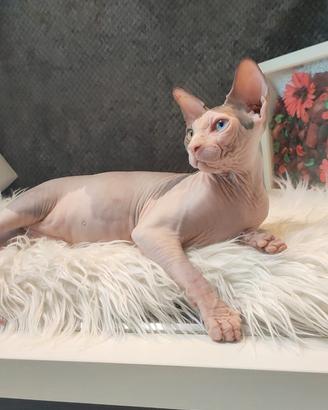 Disponibile ,, cuccioli di sphynx figli di campion