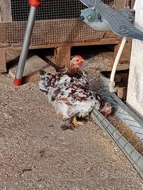 Galline galli
