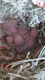 Pulli inseparabile roseicollis