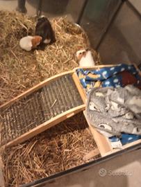 Affido 3 porcellini d'india