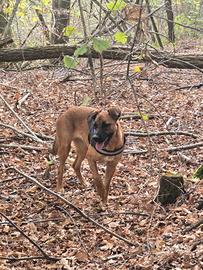 Cane femmina