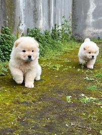 Cuccioli di Chow Chow