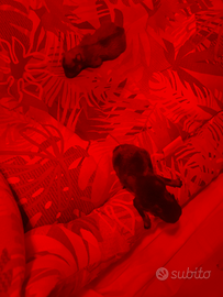 Spritz di Pomerania nano