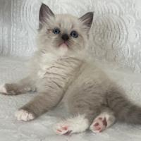 Cuccioli pura razza gatto siberiano su prenotazion
