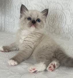 Cuccioli pura razza gatto siberiano su prenotazion