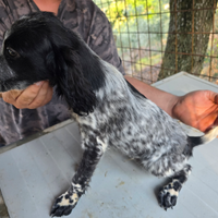 Setter inglesi