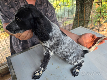Setter inglesi