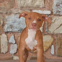 Femmina Pitbull Red Nose - 3 mesi pronta