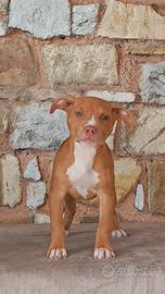 Femmina Pitbull Red Nose - 3 mesi pronta