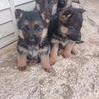 Cucciole pastore tedesco