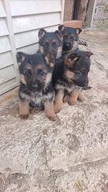 Cucciole pastore tedesco