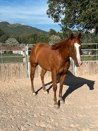 Castrone qh